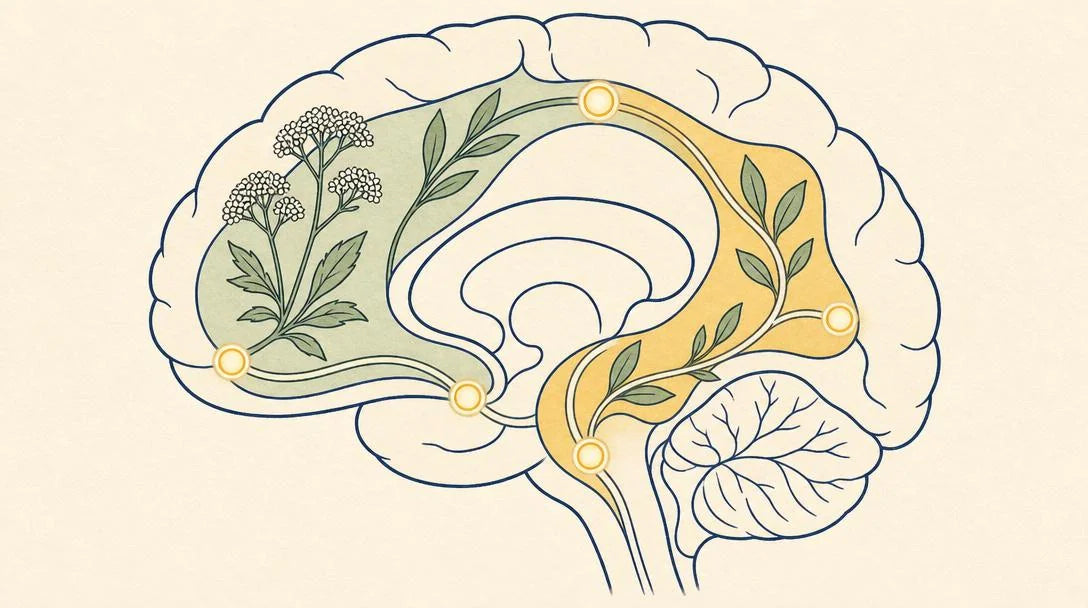 Where nutritional support fits alongside lifestyle and medical approaches for brain fog