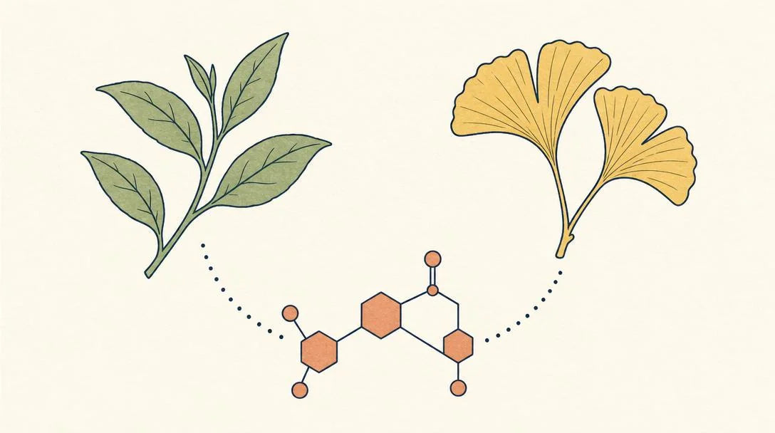 How GABA pathway nutritional support helps maintain composed focus during perimenopause